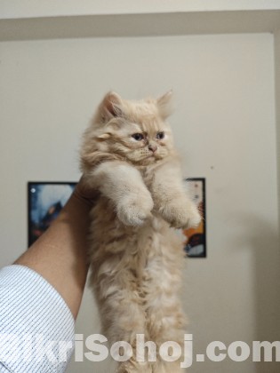 Persian